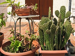 Cactus et terrasse